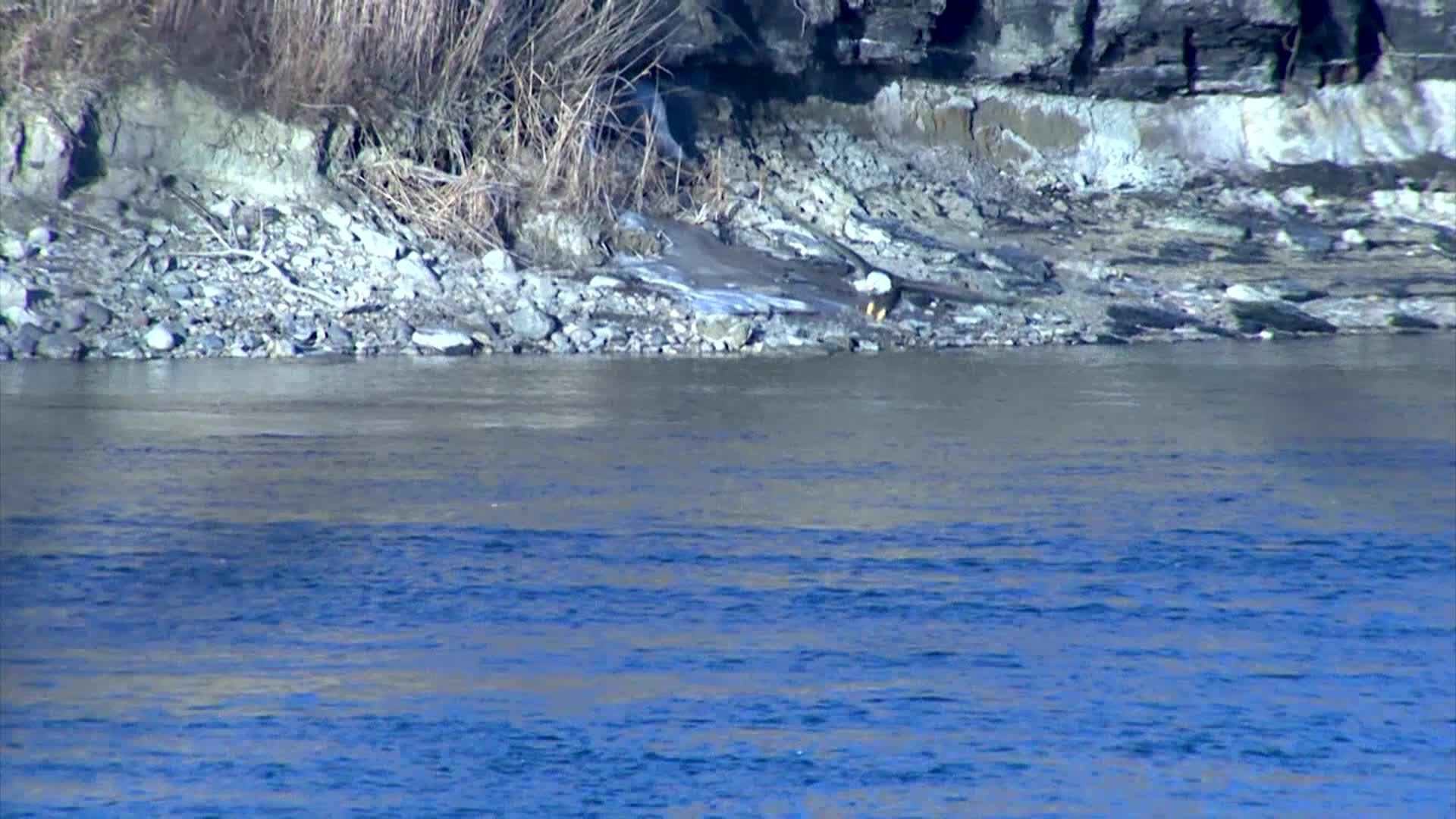 Thumbnail image for Bald Eagle Nests