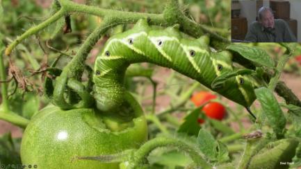 Dakota Growing - August Woes and Bug Wars