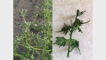 Dakota Growing - Summer Emerging Garden Pests & Management Strategies