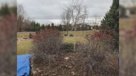 Dakota Growing - Shrub Pruning: What, Why, When