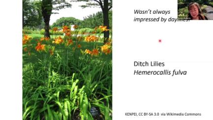 Dakota Growing - What's Special About Daylilies?