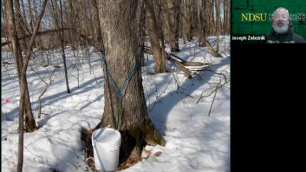 Dakota Growing - The First Signs of Spring