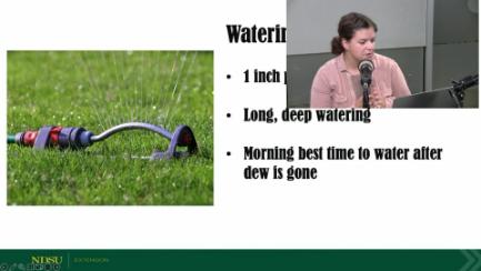 Dakota Growing - Flowers, Fears and Summer Lawn Care