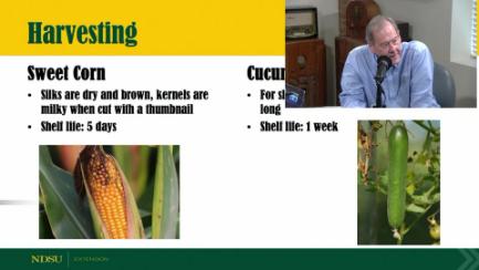 Dakota Growing - Attacks & Harvesting