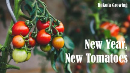 Dakota Growing - New Year, New Tomatoes