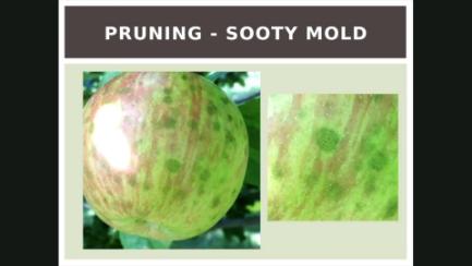 Dakota Growing - Apple Growing