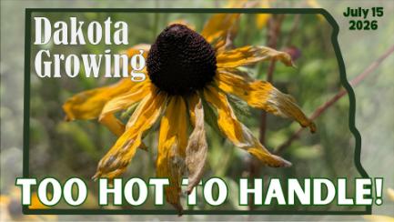 Dakota Growing - Too Hot to Handle!