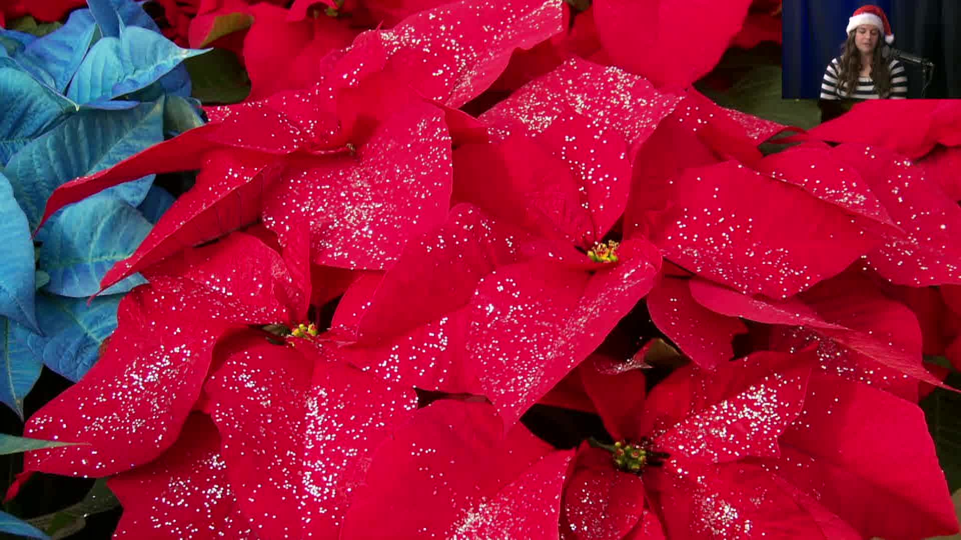Thumbnail image for Dakota Growing - Holiday Plant Ideas