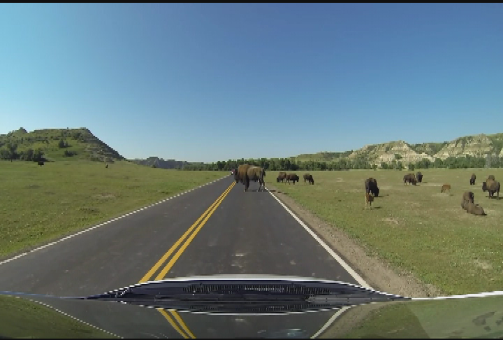 Bison in Theodore Roosevelt National Park