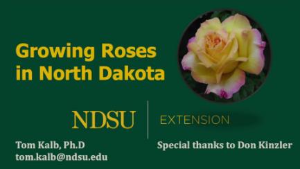 Dakota Growing - Growing Roses in North Dakota