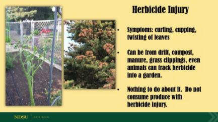 Dakota Growing - Summer Pests and Landscaping Concerns