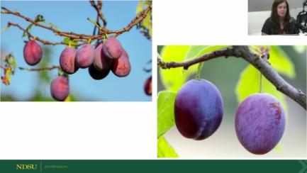 Dakota Growing - Garden Pests and Diseases