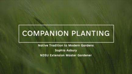 Dakota Growing - Companion Planting