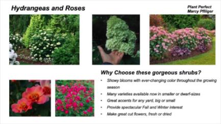 Dakota Growing - Hydrangeas & Roses